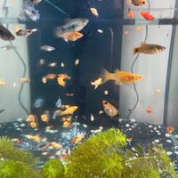 Pesci black molly,portaspada e platy
