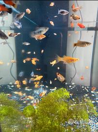 Pesci black molly,portaspada e platy