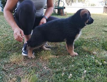 cucciola pastore tedesco 