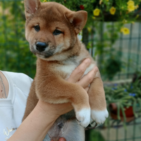 Shiba Inu maschietto con pedigree ENCI
