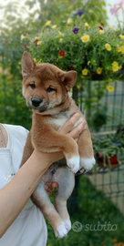 Shiba Inu maschietto con pedigree ENCI