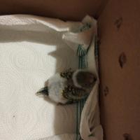 Cocorita allevata a mano