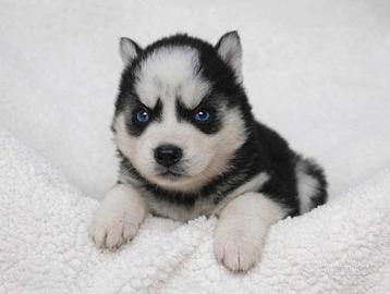Cucciola Husky bianca e nera con occhi azzurri