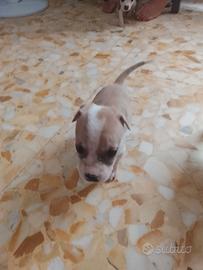 cucciola american staffordshire terrier 