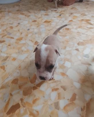 cucciola american staffordshire terrier 