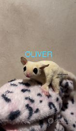 Petauri dello zucchero