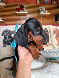 Cuccioli bassotto tedesco nano kaninchen pedigree