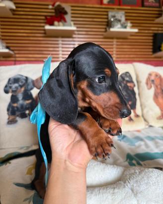 Cuccioli bassotto tedesco nano kaninchen pedigree