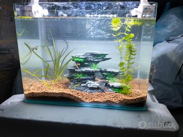 piccolo acquario 