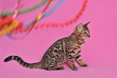 Cucciola Gatto Bengala