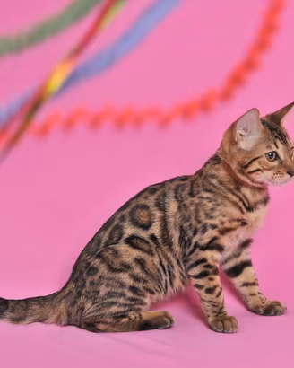 Cucciola Gatto Bengala