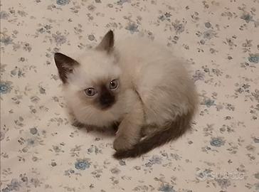 Gatti siamesi cuccioli maschi