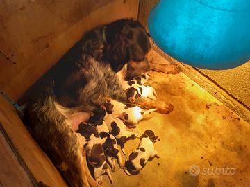 Cuccioli di Epagneul Breton