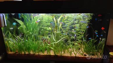 Acquario Juwel 100 litri