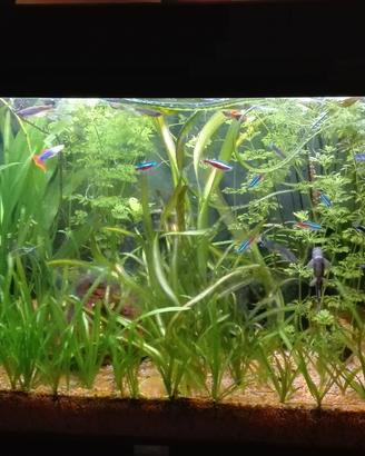 Acquario Juwel 100 litri