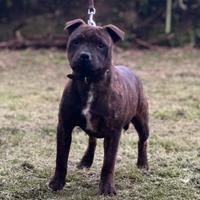 Staffordschire bull terrier