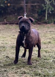 Staffordschire bull terrier