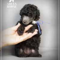 Cuccioli silver grigio toy nano