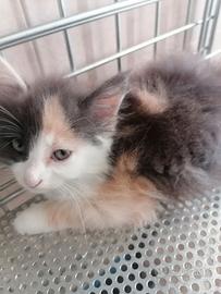 Gattina