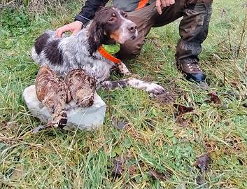 Setter inglese maschio