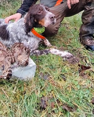 Setter inglese maschio