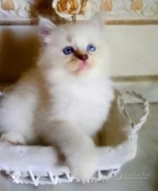 Gattino Siberiano -Ragdoll 