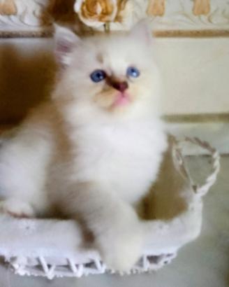 Gattino Siberiano -Ragdoll 