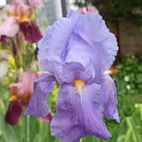 Iris Pallida