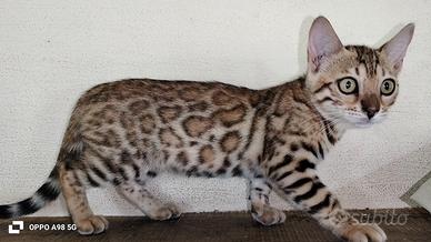 Gattine Bengala pedigree ANFI