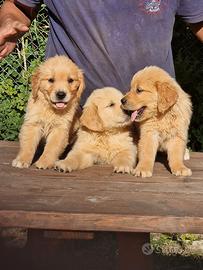 Cuccioli di Golden Retriever - linea Angloamerican