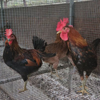 Galline siciliane coronata