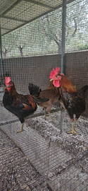 Galline siciliane coronata