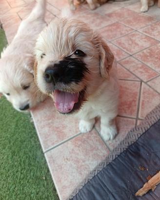 Cucciolo golden retriever