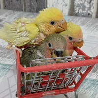 Inseparabili allevati a mano