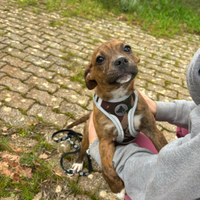 Dolcissima cucciola taglia media piccola