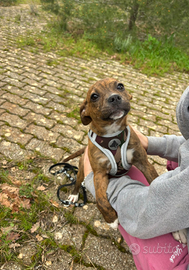 Dolcissima cucciola taglia media piccola