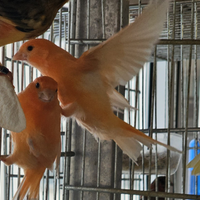 Canarini bianco recessivo