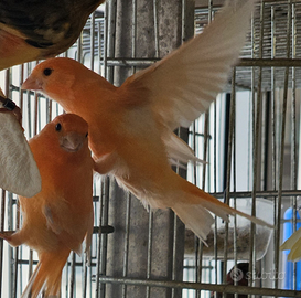 Canarini bianco recessivo