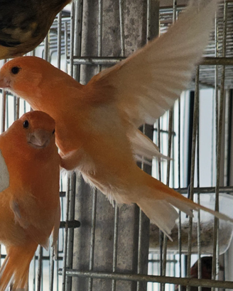 Canarini bianco recessivo