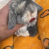 Cuccioli coniglio minilo arlecchino disponibili