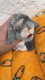 Cuccioli coniglio minilo arlecchino disponibili
