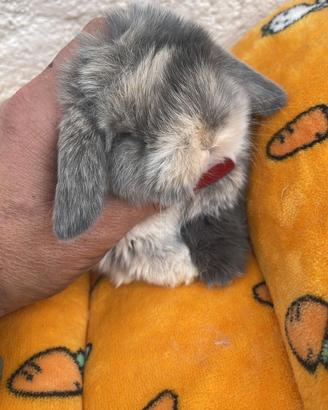 Cuccioli coniglio minilo arlecchino disponibili