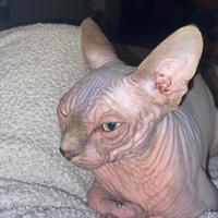 Sphynx per monta
