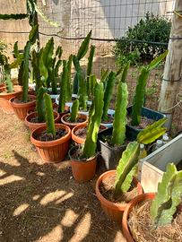 Cactus Pitaya, frutti del drago
