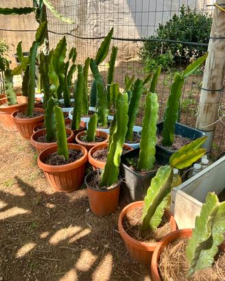 Cactus Pitaya, frutti del drago