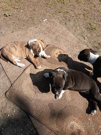 Cuccioli Amstaff Rovigo