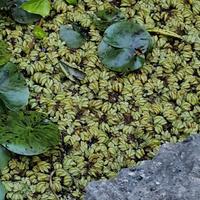 Piante acquatiche e lumache