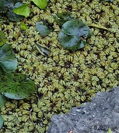 Piante acquatiche e lumache