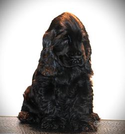 Cocker spaniel inglese maschio e femmina