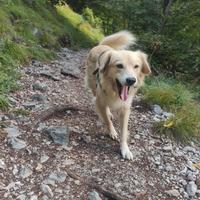 Femmina per accoppiamento